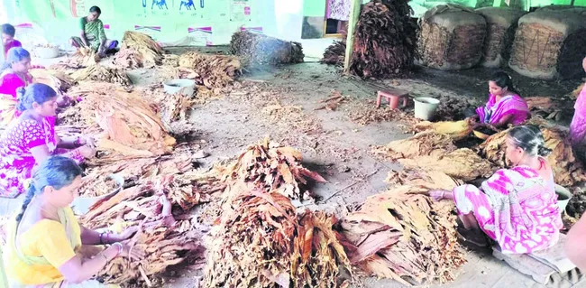 వర్జీ
