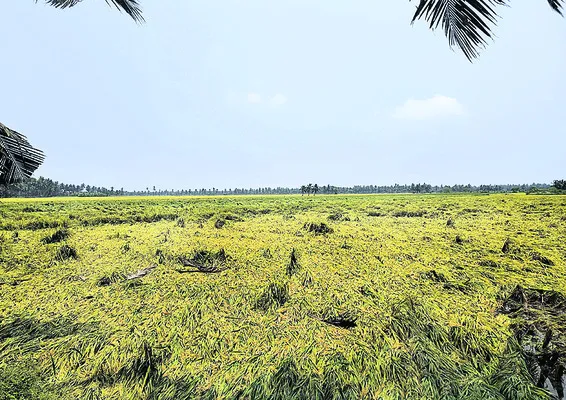 అకాల