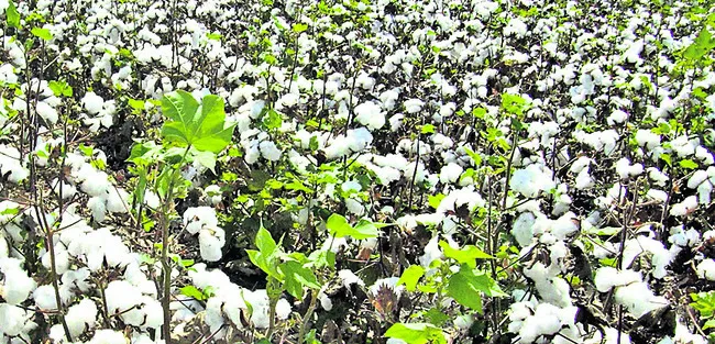 పత్తి రైతుపై విత్తన భారం