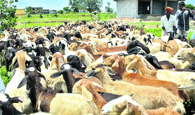 జీవాల