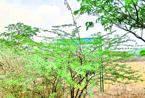 క్రీడ