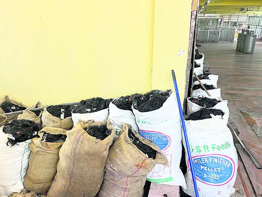 తలనొప్పిగా మారిన తలనీలాల సేకరణ
