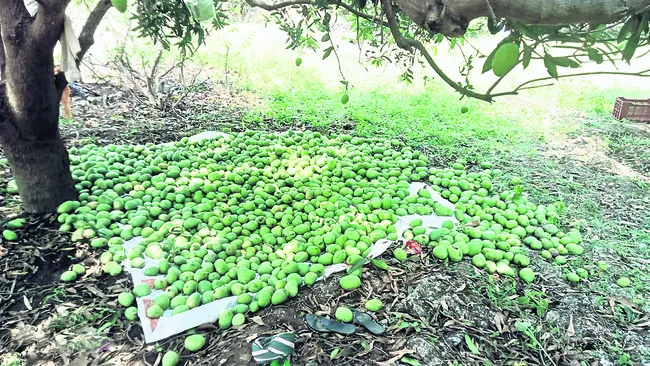 మామిడ