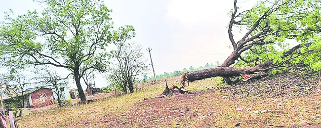 అకాల