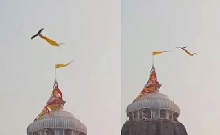 Eagle Flying With ‘Sacred Cloth Over Jagannath Temple Sparks cotroversy
