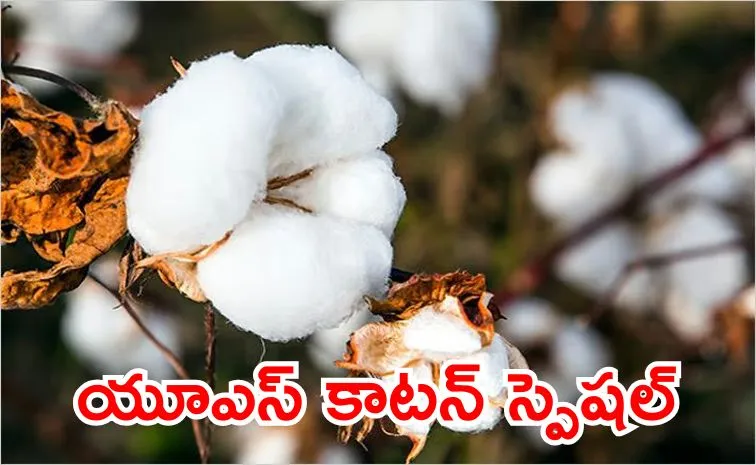 US cotton exports to India have surged due to global trade conflicts