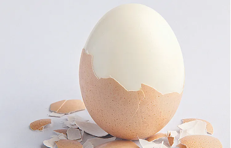 Extension of deadline for tenders for supply of eggs to Anganwadis