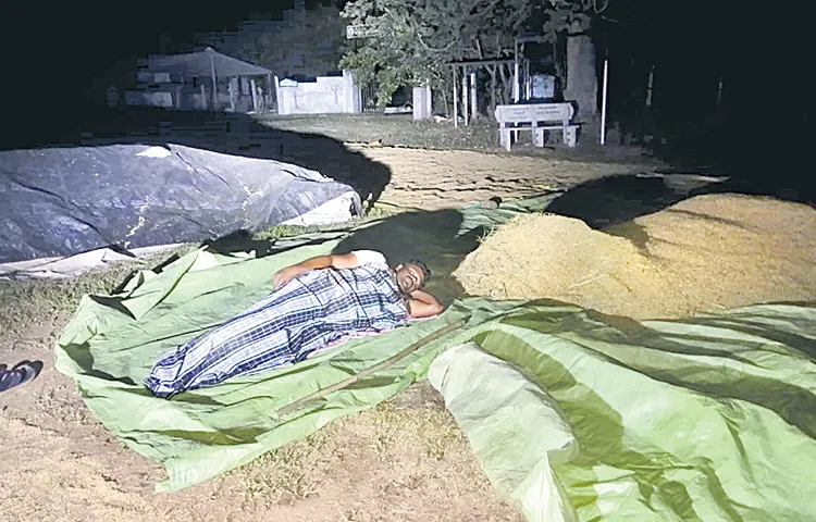 Farmers are drying grain on the road