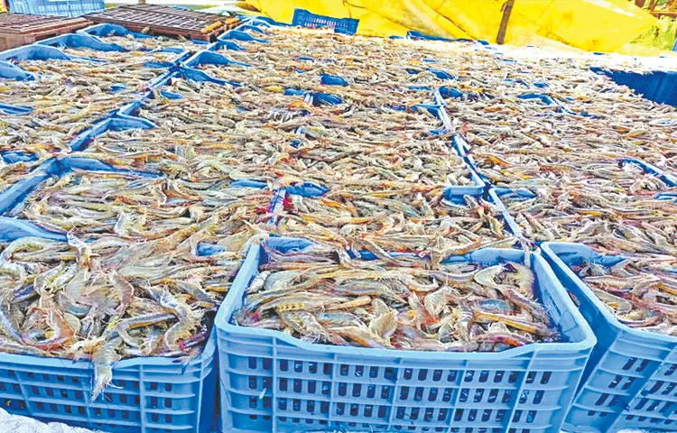 Initiative of shrimp farmers for Crop Holiday