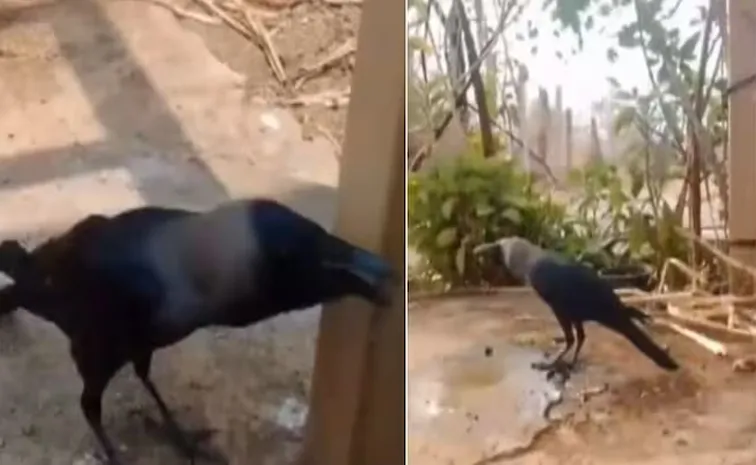 Meet this Talking crow in Maharashtra takes the Internet