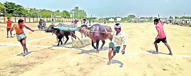ఉత్సాహంగా ఉరకలెత్తిన దున్నలు