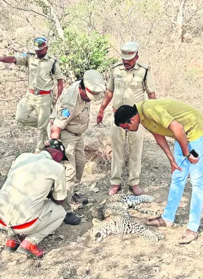 11 నెలల్లో 4 మృత్యువాత..