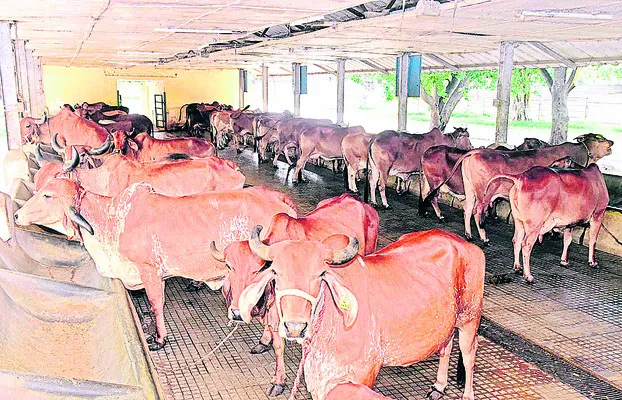 గోవుల