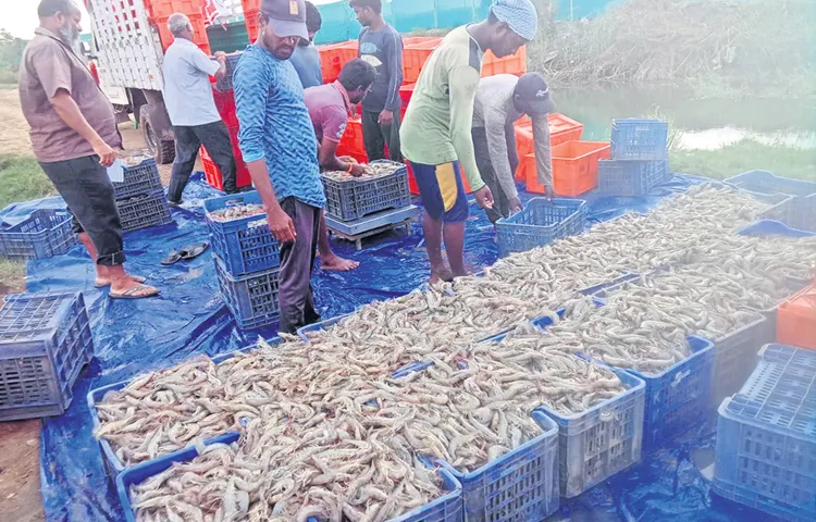 Prawn door delivery service launched a year and a half ago