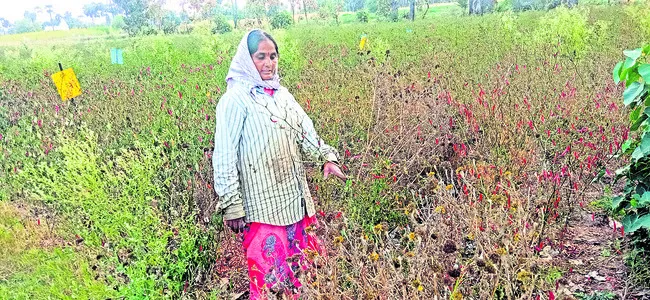 ఎండుతున్న మిర్చి పంట