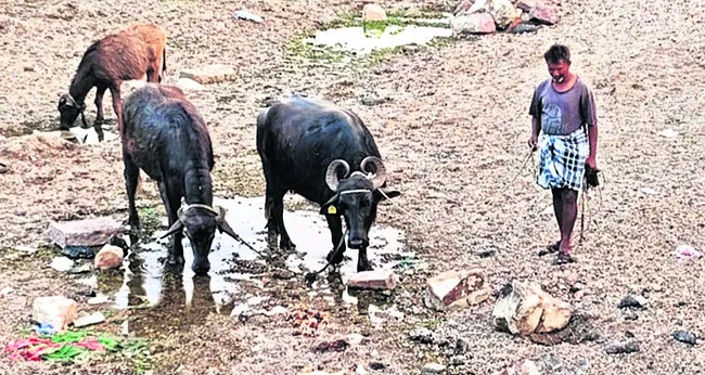 పొంచి