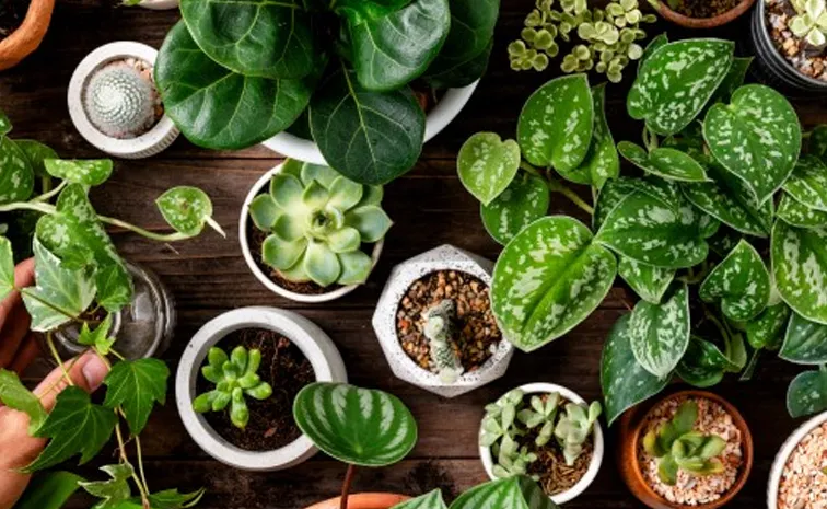 beat the heat check these indoor plants to keep your home cool