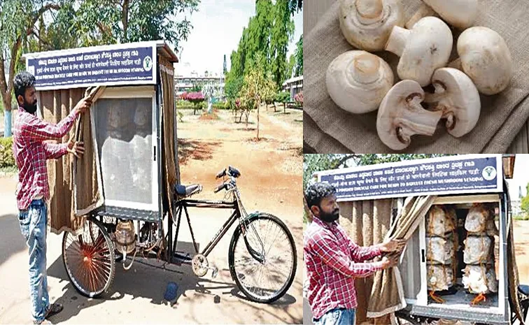 A tricycle that brings mushrooms home check details inside