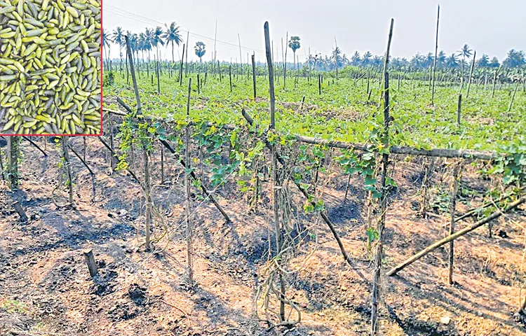 Donda farmers in deep losses