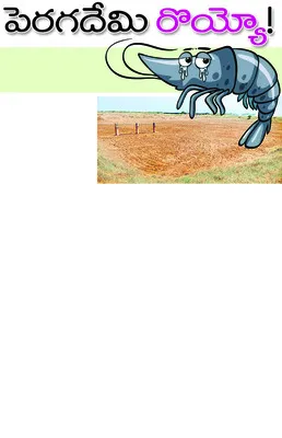 ● అమె