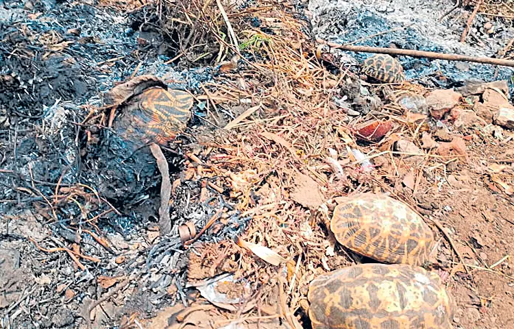Rare star tortoises die in Srikurmam