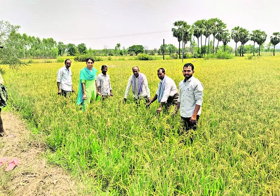 2,208.34ఎకరాల్లో పంట నష్టం