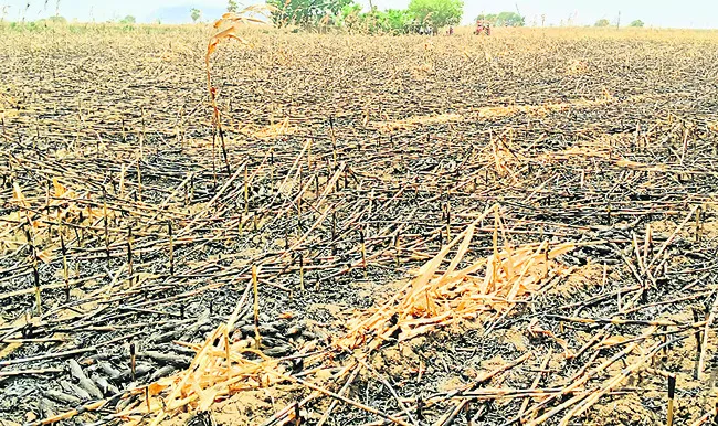 మొక్కజొన్న పంట దగ్ధం