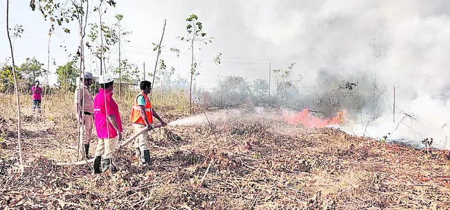 జామాయిల్ తోటలో అగ్నిప్రమాదం