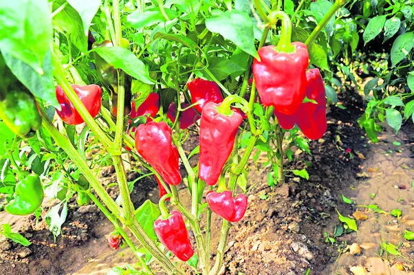 ‘చపాట’కు అంతర్జాతీయ గుర్తింపు