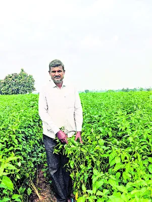 జీఐ ట్యాగ్తో అధిక ధరకు అవకాశం..