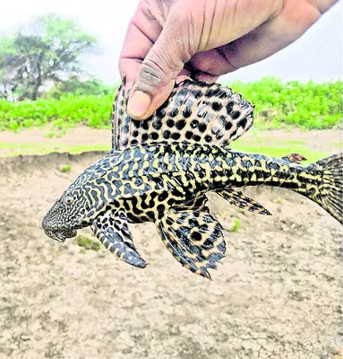 పులి చెరువులో అరుదైన చేపలు