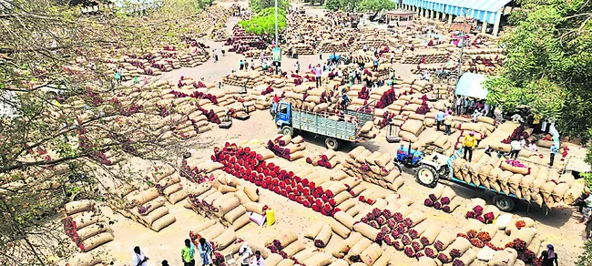 ఎర్ర బంగారమే!