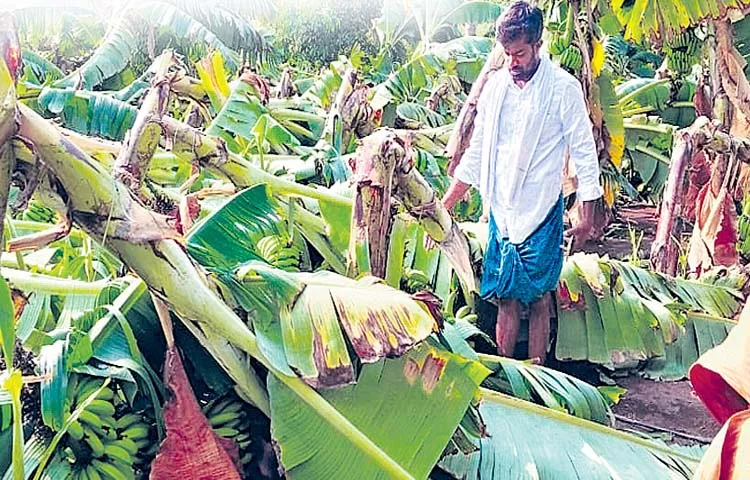 Farmers cultivating growth engine crops face huge losses this year