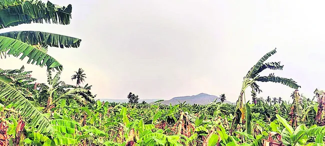 అకాల