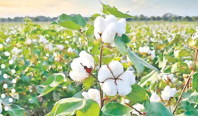 పత్తి