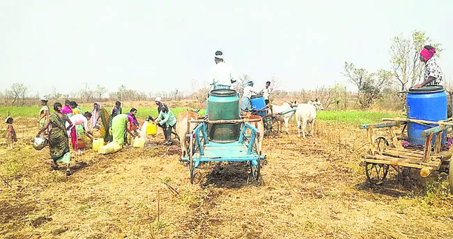 మామిడ