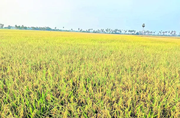వాతావరణ మార్పులతో గుబులు