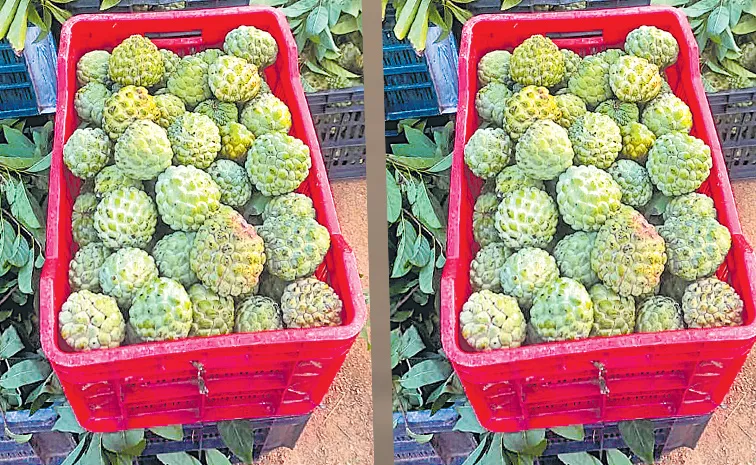 GI tag for Balanagar Custard Apple: Telangana
