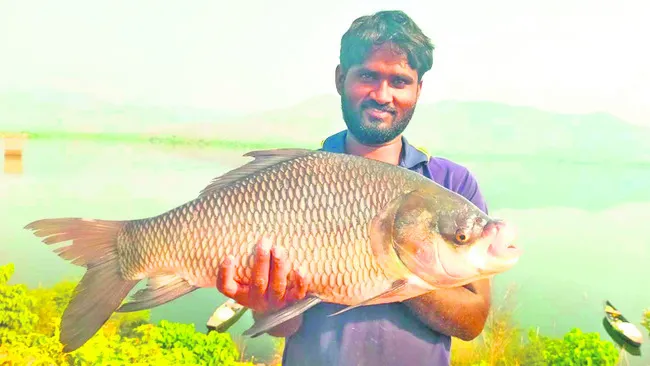 రైవాడ జలాశయంలో భారీ చేపలు