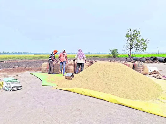 పచ్చిధాన్యం కొనుగోళ్లకు వ్యాపారులు సై