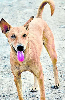 ప్రాణ సంకటం
