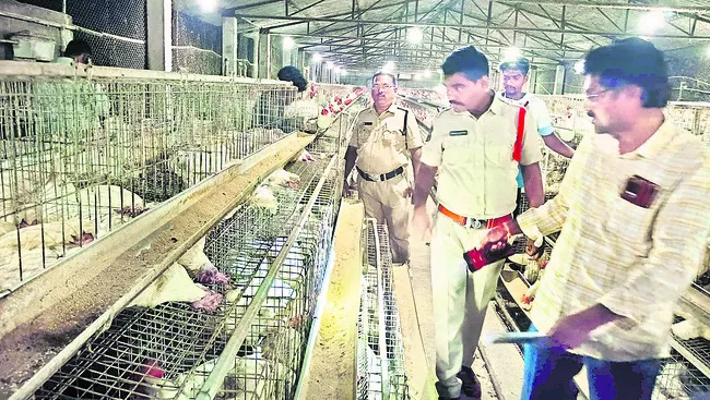 మంట వేడికి కోళ్లు మృత్యువాత