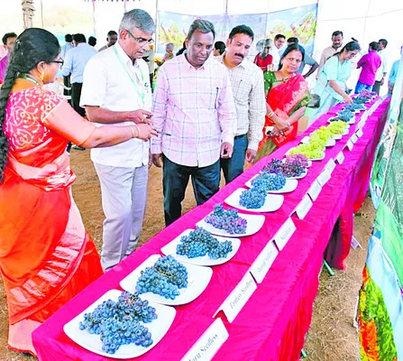 ద్రాక్ష.. ఏదీ రక్ష!