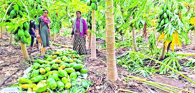 రైతన్