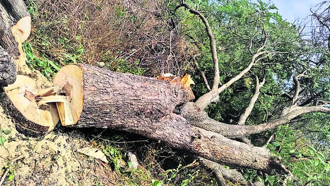 చింతచెట్టు కోసిన ఐదుగురిపై కేసు నమోదు