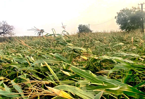 ఈదురు గాలులు.. పంటలు నేలపాలు