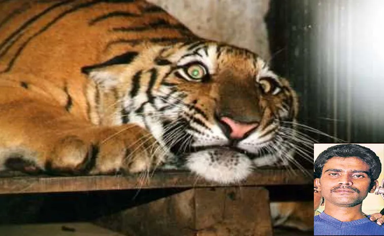 Mohammed Salahuddin the Destroyer of Sakhi the tigress at Hyderabad city zoo