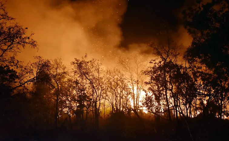 Tirumala: Fires Raging In Seshachalam Forests