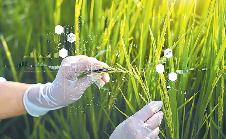 Sakshi Guest Column On Crop yield