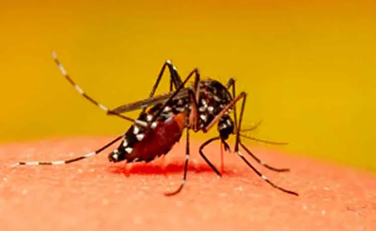Mosquito control is a significant concern in GHMC